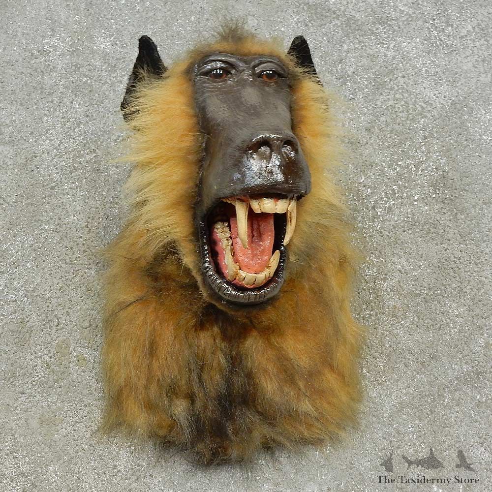 Reproduction Chacma Baboon Shoulder Mount For Sale #16607 @ The Taxidermy Store