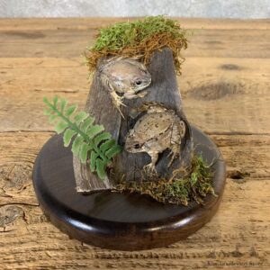Juvenile Bullfrog Taxidermy Mount For Sale #21552 @ The Taxidermy Store