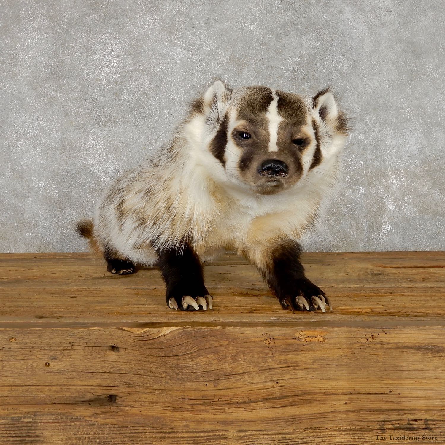 American Badger Life-Size Mount For Sale #19468 @ The Taxidermy Store