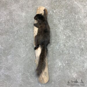 Black Squirrel Life-Size Mount For Sale #22989 @ The Taxidermy Store