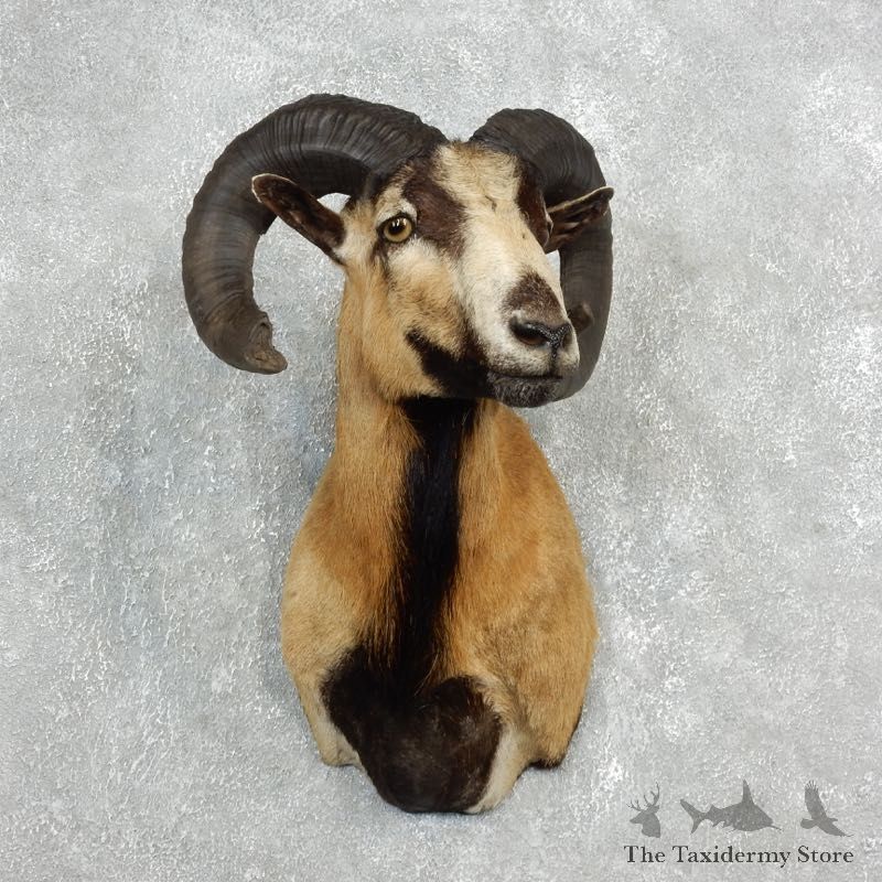 Corsican Ram Shoulder Mount For Sale #17818 @ The Taxidermy Store