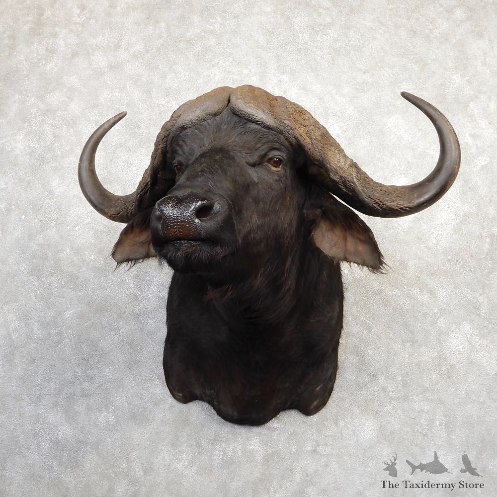 African Cape Buffalo Shoulder Mount For Sale #20286 @ The Taxidermy Store