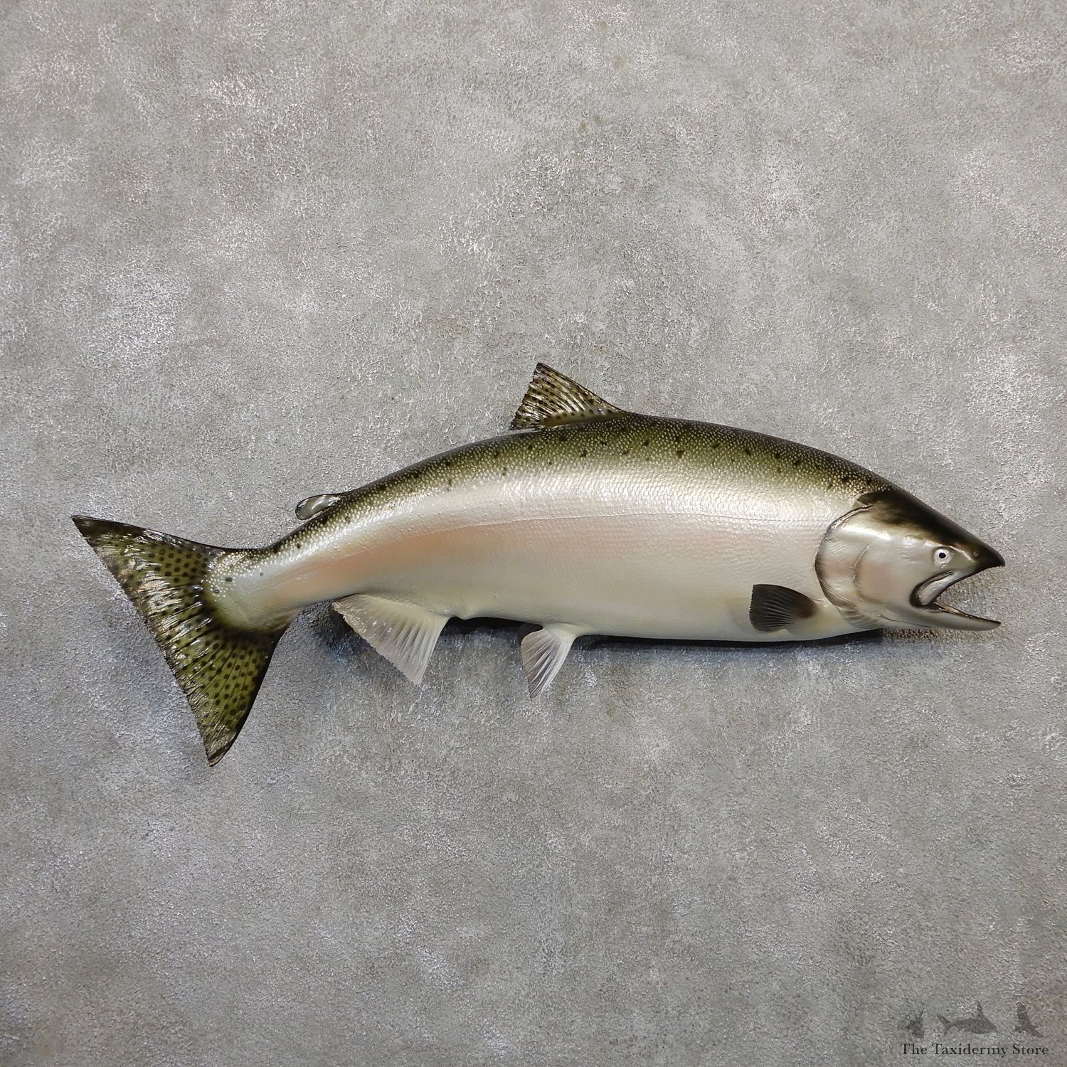 Atlantic Salmon Fish Mount For Sale #20055 @ The Taxidermy Store