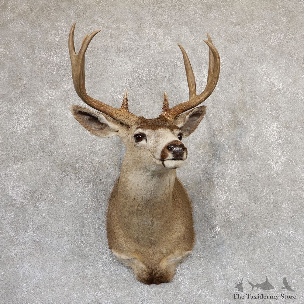 Black-tailed Deer Shoulder Mount For Sale #18986 @ The Taxidermy Store