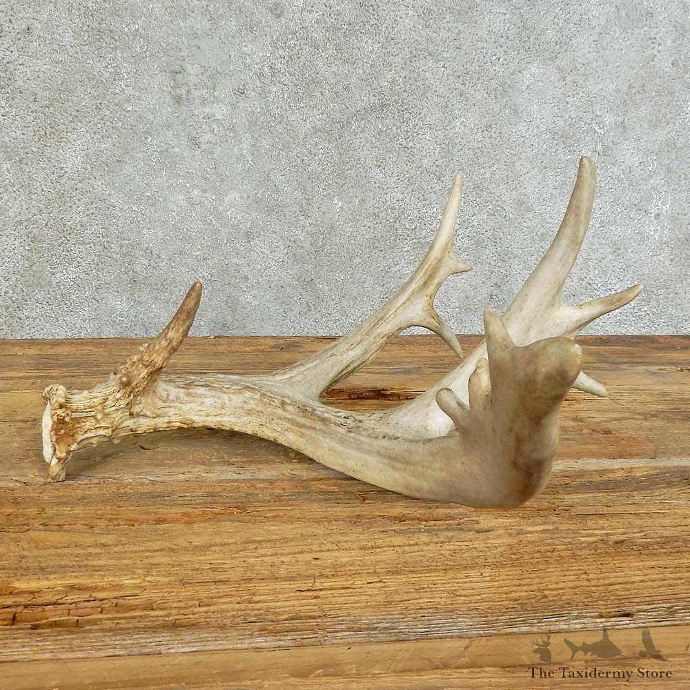 Whitetail Deer Antler Shed For Sale #16151 @ The Taxidermy Store