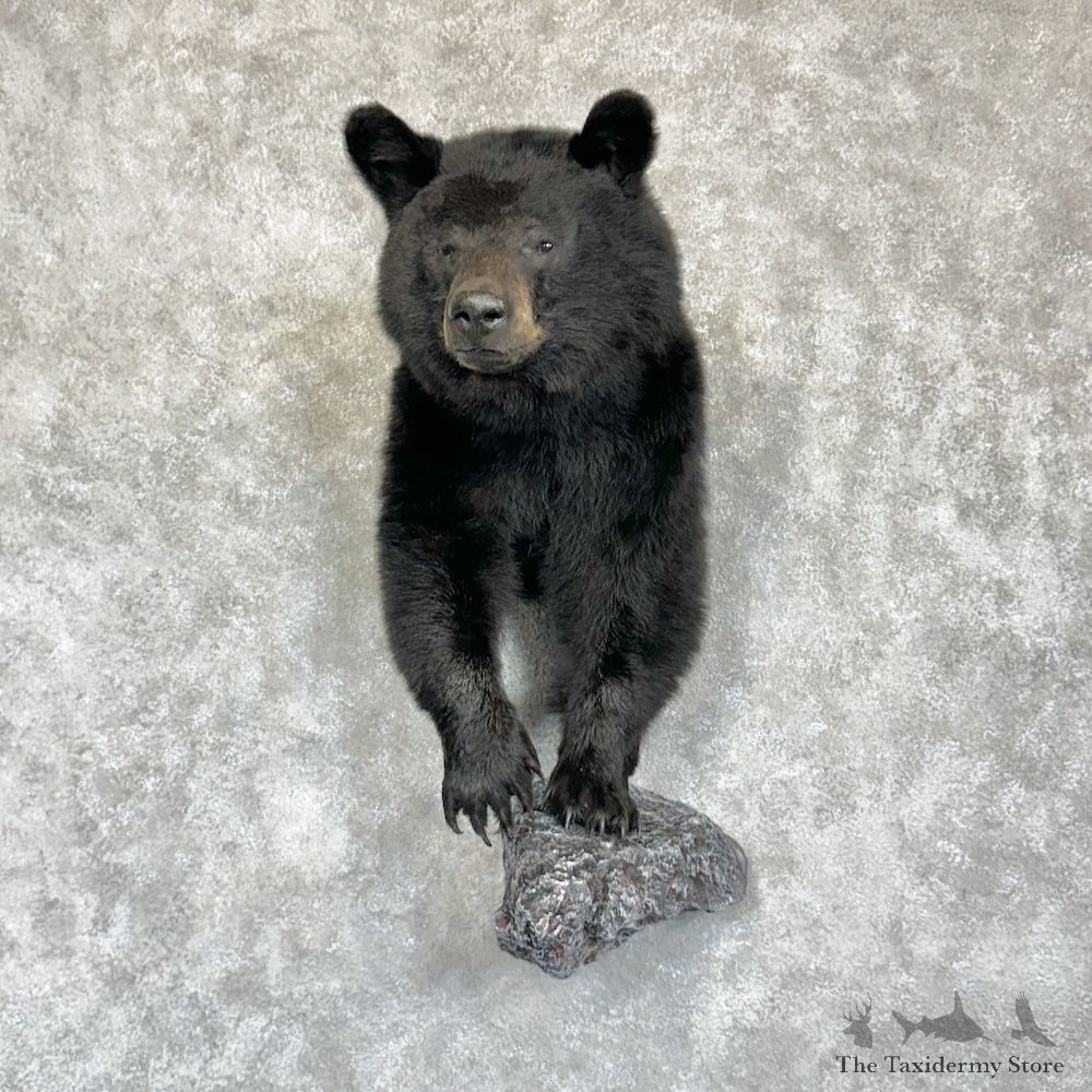 Black Bear 1/2 Life-Size Mount For Sale #29624 @ The Taxidermy Store