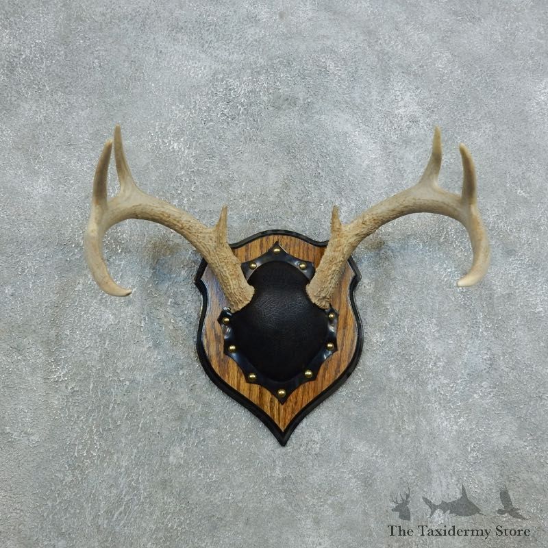 Whitetail Deer Antler Plaque Mount For Sale #18440 @ The Taxidermy Store