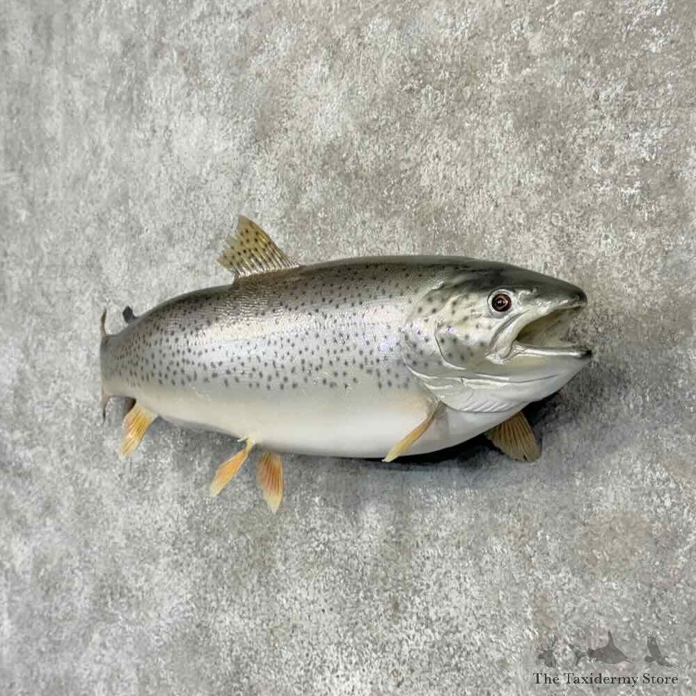 Brown Trout Fish Mount For Sale #30397 @ The Taxidermy Store