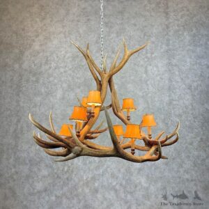 Elk Antler Chandelier For Sale #21279 @ The Taxidermy Store