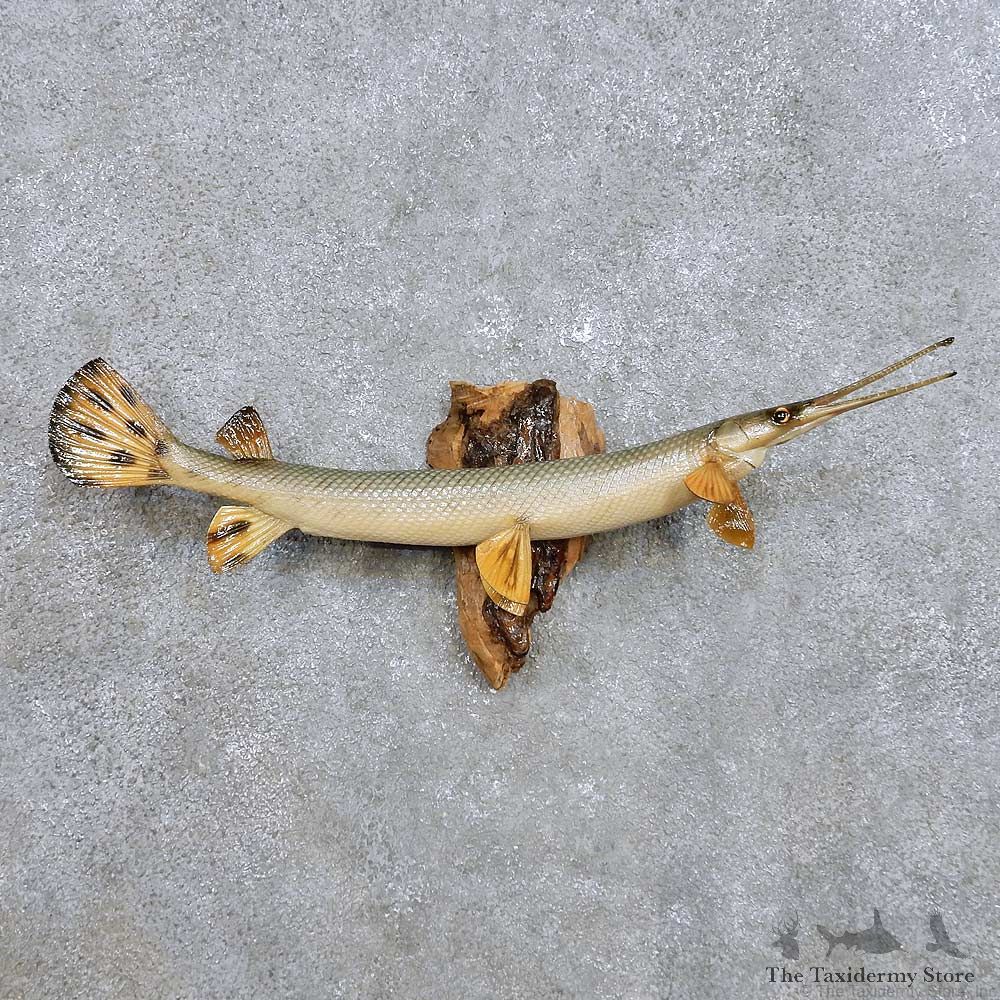 Garfish Fish Mount For Sale #14382 @ The Taxidermy Store
