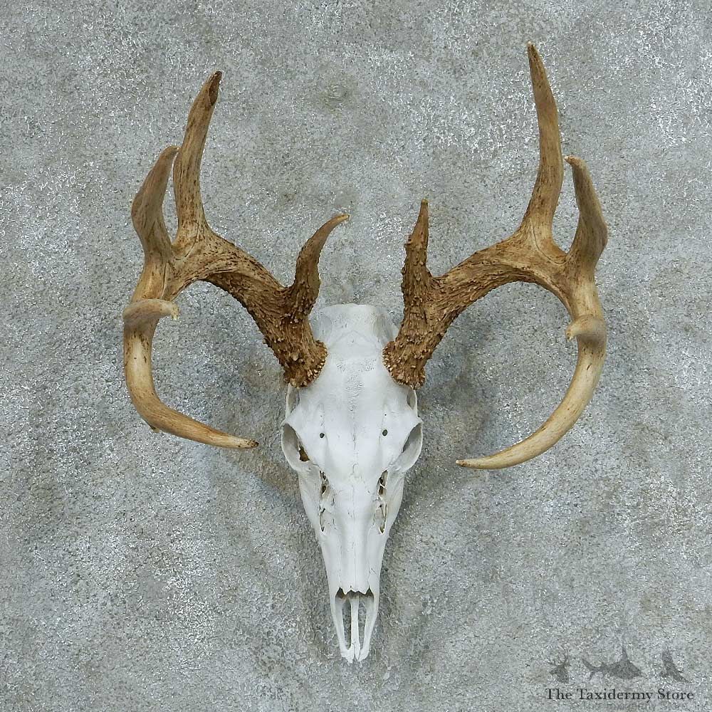 Whitetail Skull & Antlers European Mount #13321 For Sale @ The Taxidermy Store