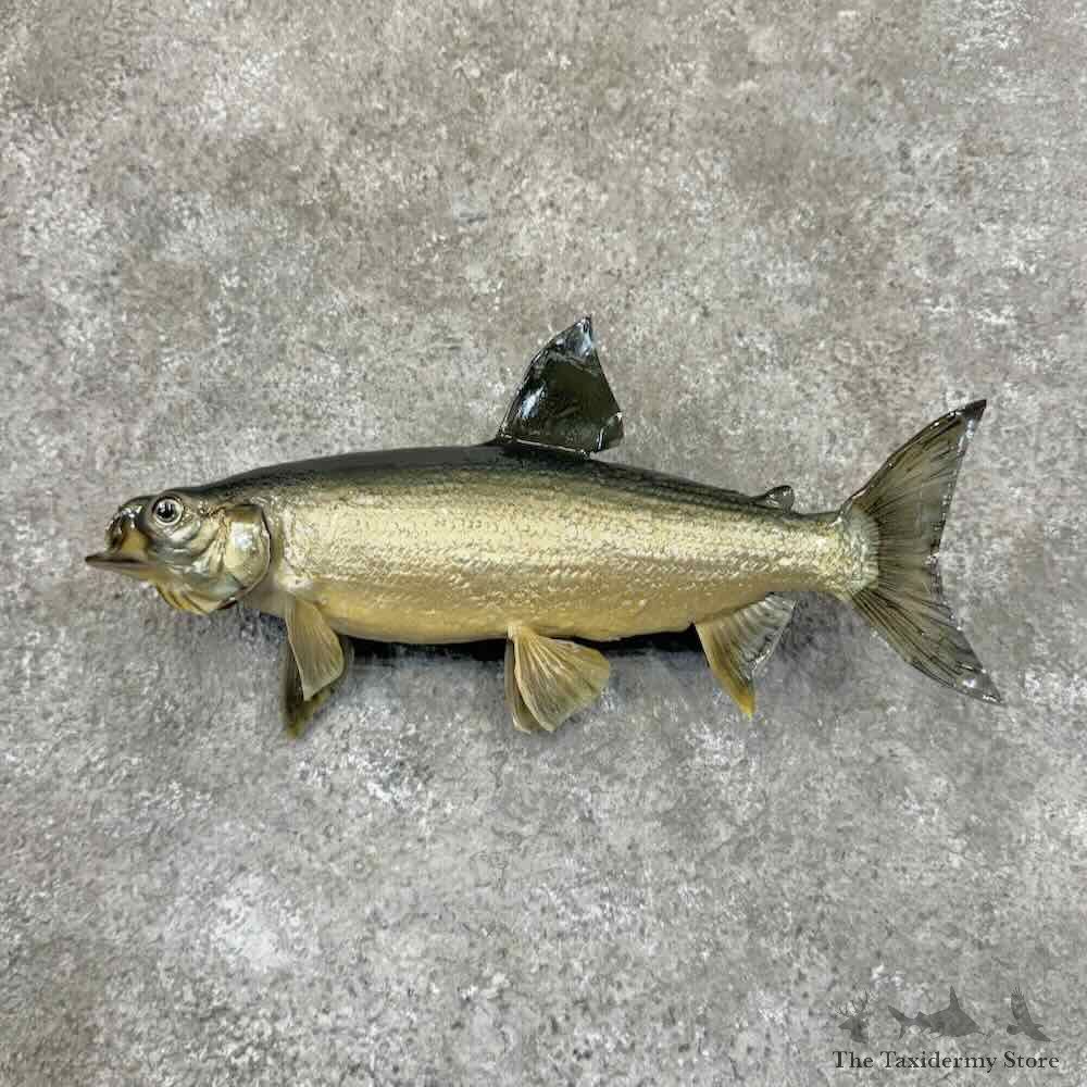 Lake Whitefish Mount For Sale #30884 @ The Taxidermy Store