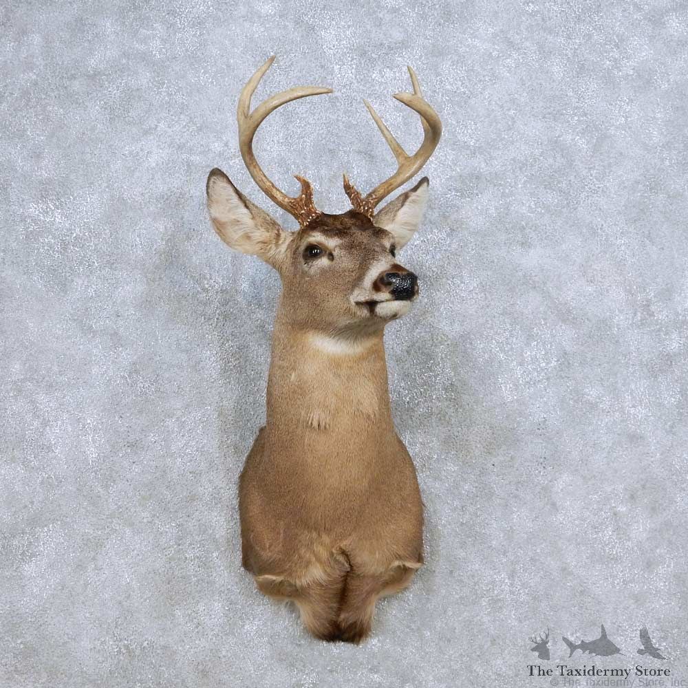 Whitetail Deer Taxidermy Shoulder Mount For Sale #14073 @ The Taxidermy Store