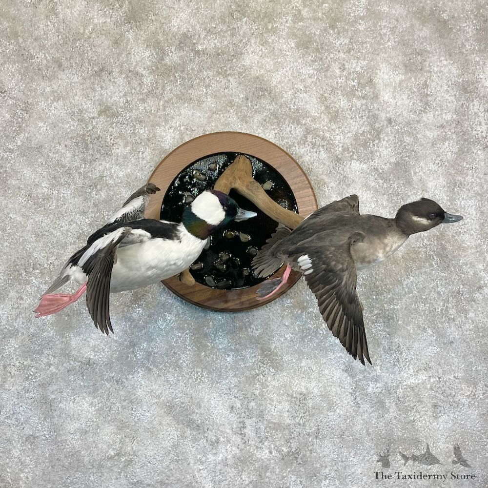Bufflehead Pair Duck Mount For Sale #28255 @The Taxidermy Store