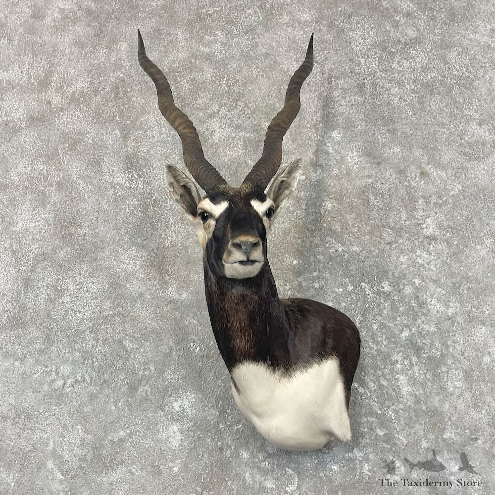 India Blackbuck Wall Pedestal Mount For Sale #27666 @ The Taxidermy Store