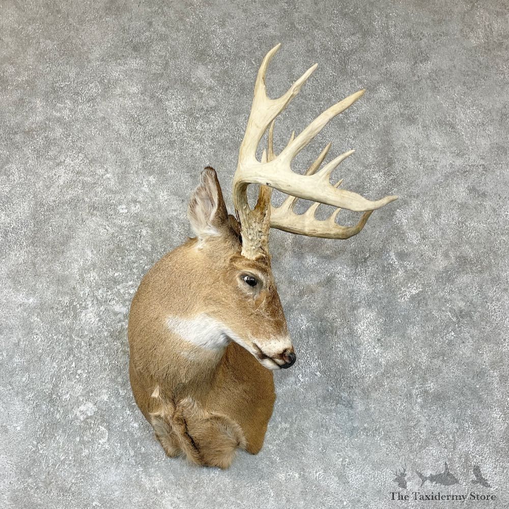 Whitetail Deer Shoulder Mount For Sale #27045 - The Taxidermy Store