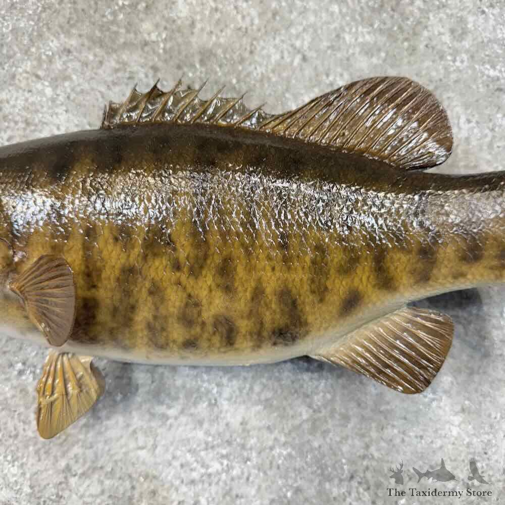 Smallmouth Bass Fish Mount For Sale #31274 @ The Taxidermy Store