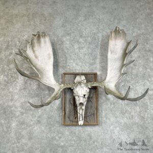 Moose Skull European Mount For Sale #25915 @ The Taxidermy Store