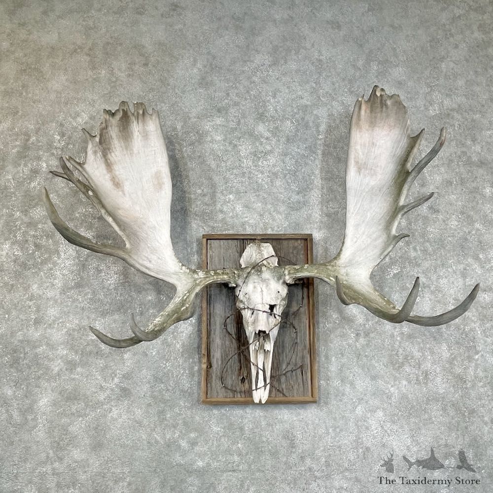Moose Skull European Mount For Sale #25915 @ The Taxidermy Store