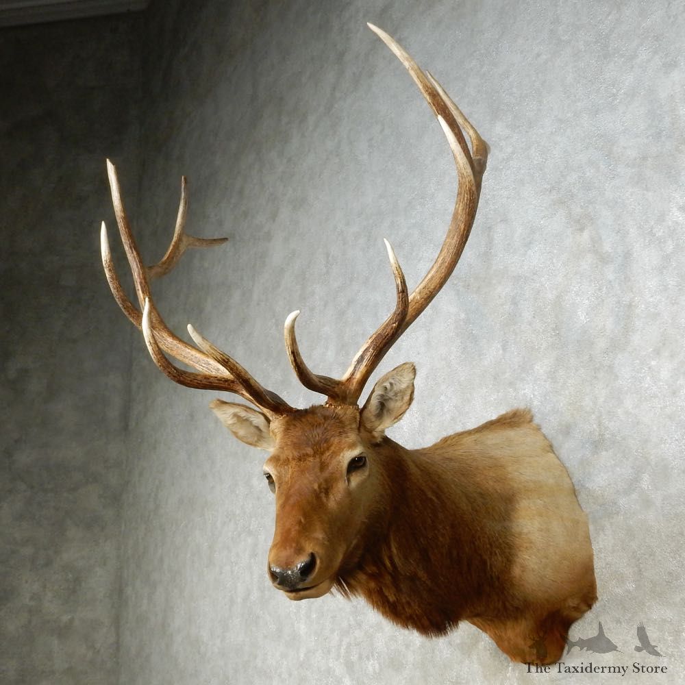 Rocky Mountain Elk Shoulder Mount For Sale #14268 @ The Taxidermy Store