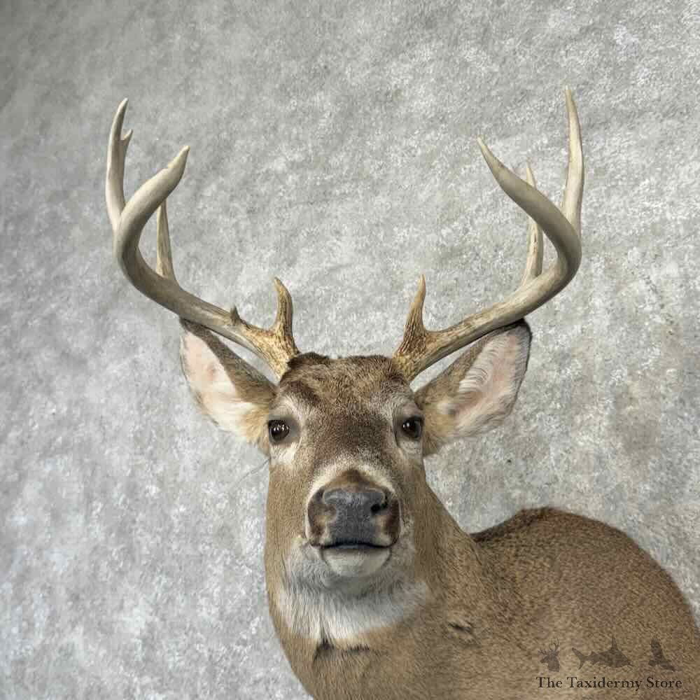 Whitetail Deer Shoulder Mount For Sale #32204 @ The Taxidermy Store