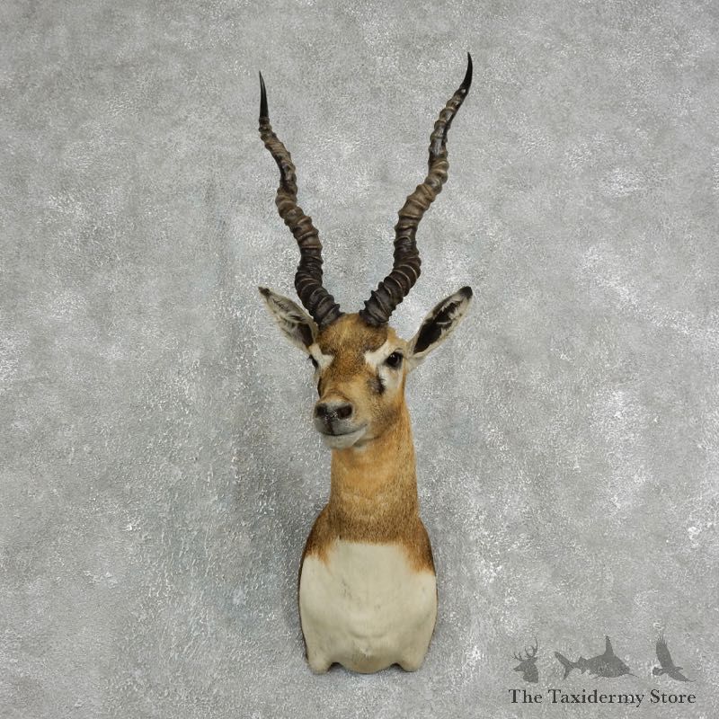 India Blackbuck Shoulder Mount For Sale #17627 @ The Taxidermy Store