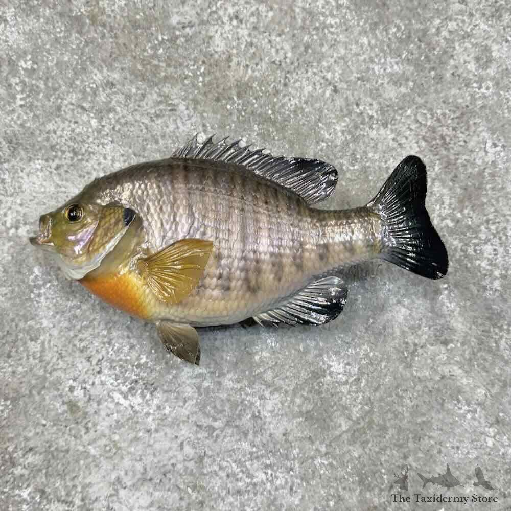 Bluegill Fish Mount For Sale #30520 @ The Taxidermy Store
