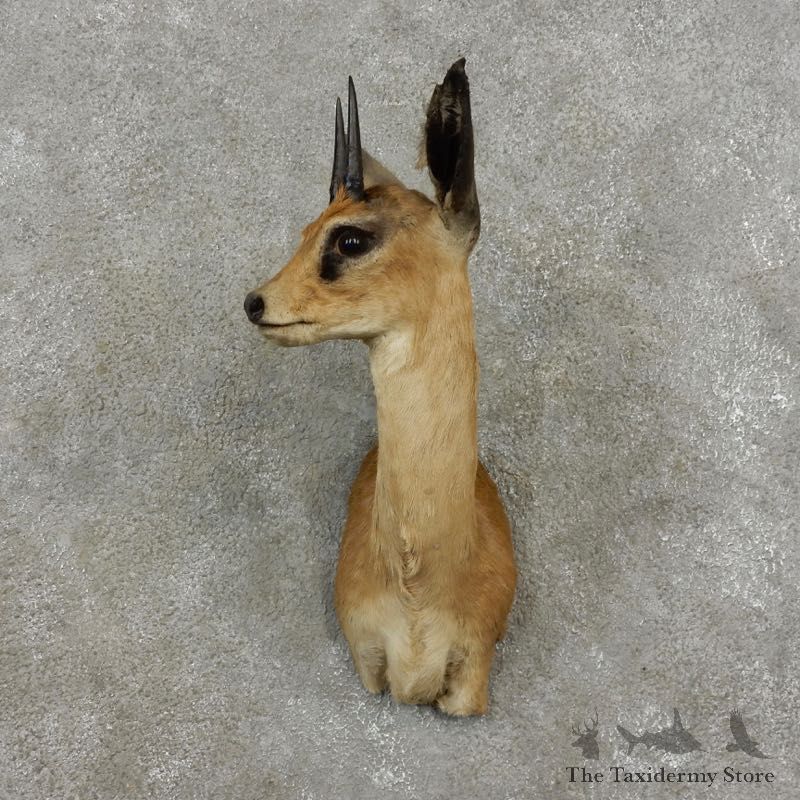 Grysbok Antelope Taxidermy Shoulder Mount For Sale #17409 - The Taxidermy Store