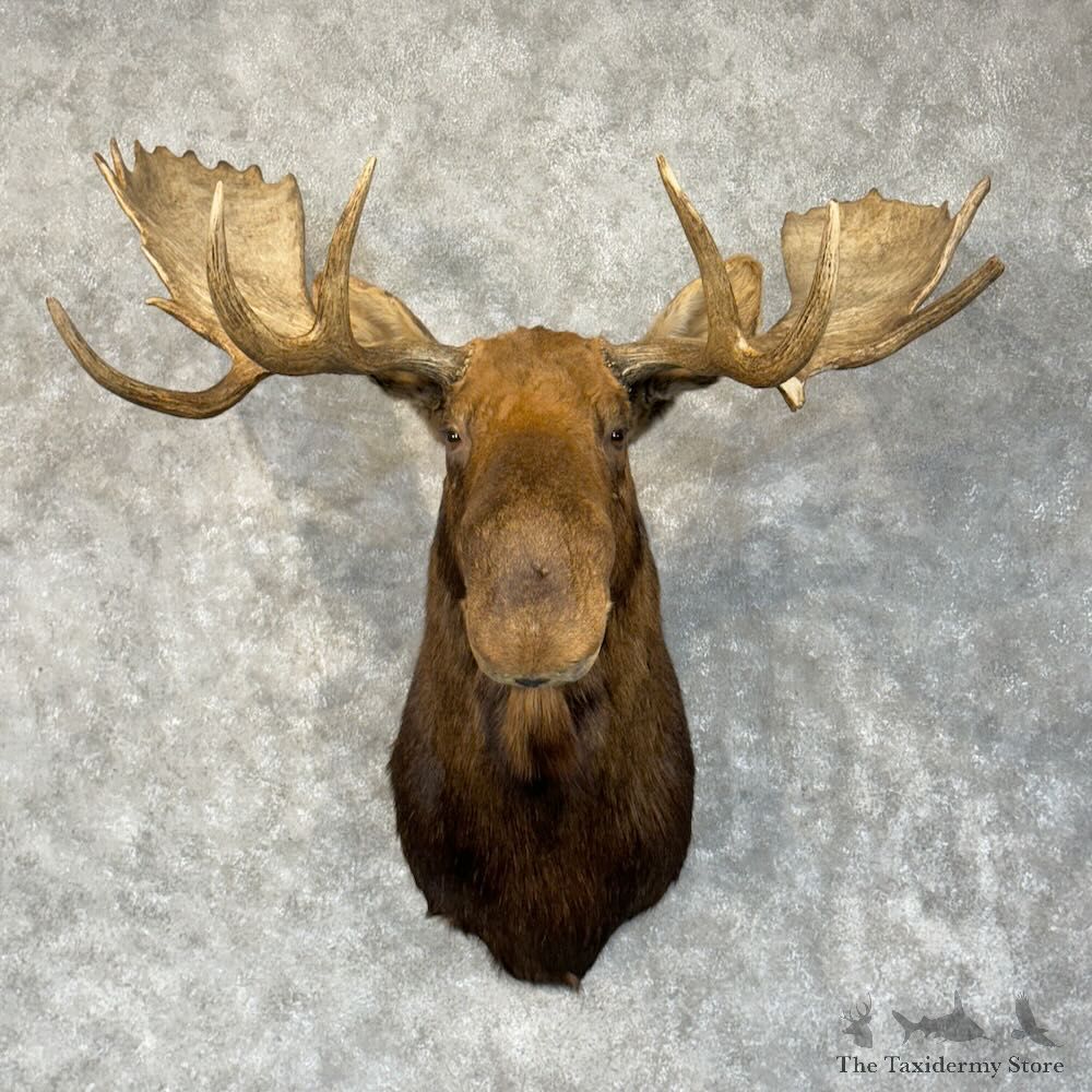 Canadian Moose Shoulder Mount For Sale #28901 @ The Taxidermy Store