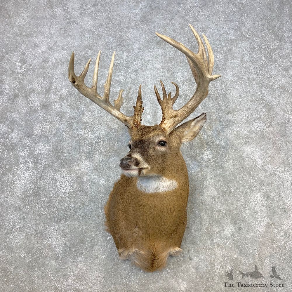 Whitetail Deer Shoulder Mount #21653 For Sale - The Taxidermy Store
