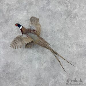 Ringneck Pheasant Bird Mount For Sale #32422 @ The Taxidermy Store