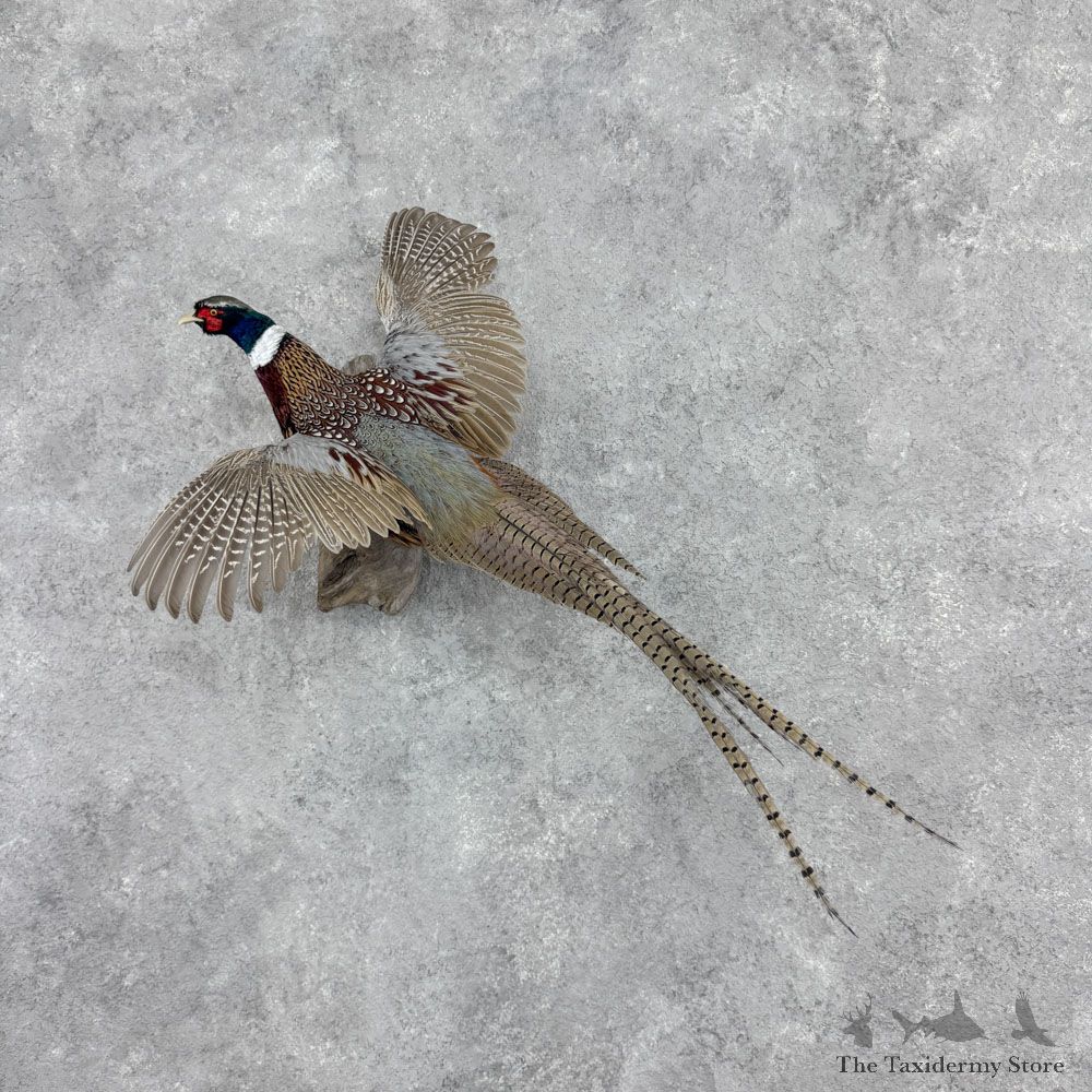 Ringneck Pheasant Bird Mount For Sale #32422 @ The Taxidermy Store