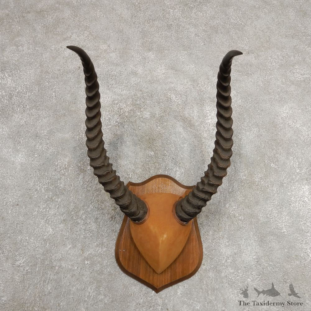 Kob Horn Plaque Mount For Sale #20997 @ The Taxidermy Store
