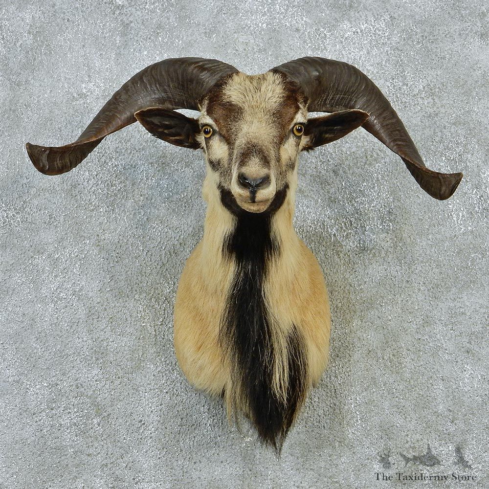 Corsican Ram Shoulder Taxidermy Head Mount #12846 For Sale @ The Taxidermy Store