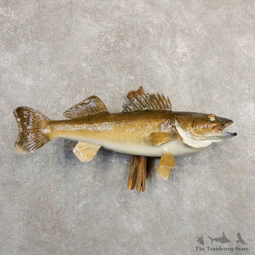Walleye Taxidermy Fish Mount #20839 For Sale @ The Taxidermy Store