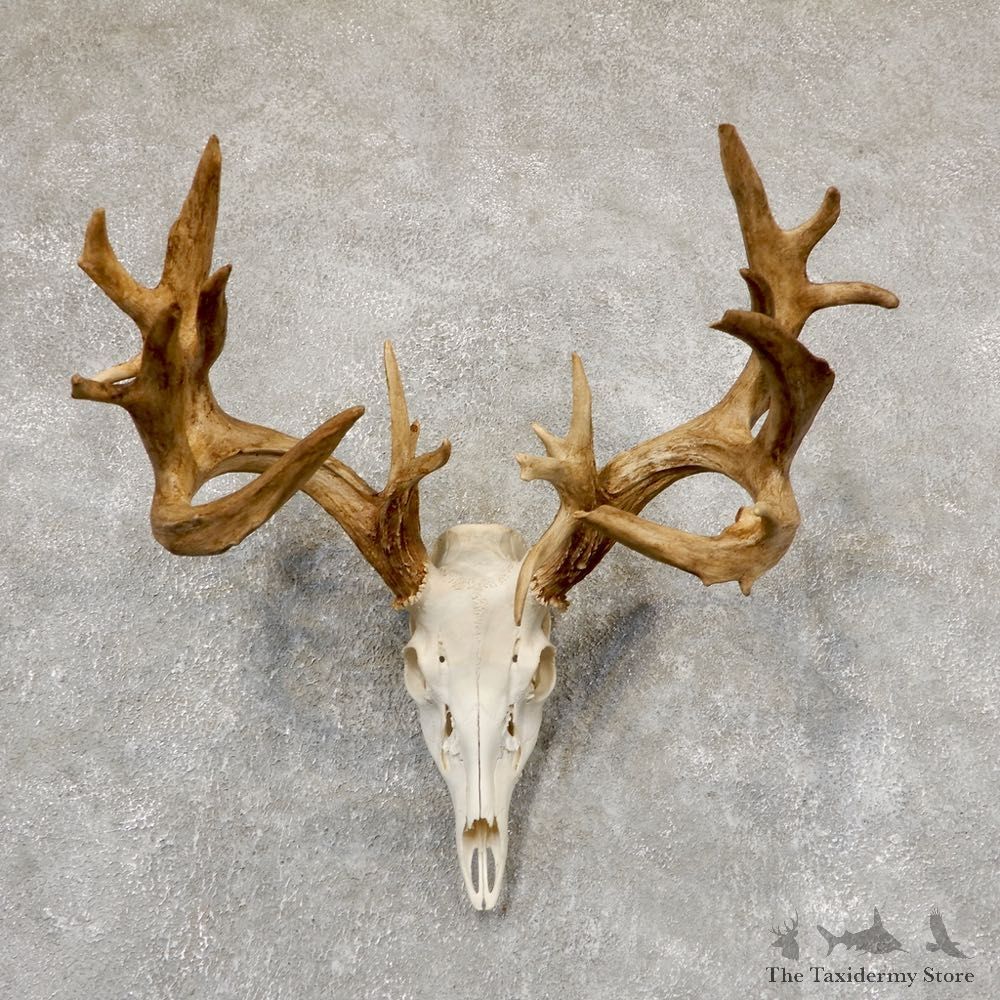 Whitetail Deer Skull European Mount For Sale #18916 @ The Taxidermy Store