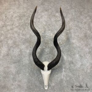 Greater Kudu Skull European Mount For Sale #23715 @ The Taxidermy Store