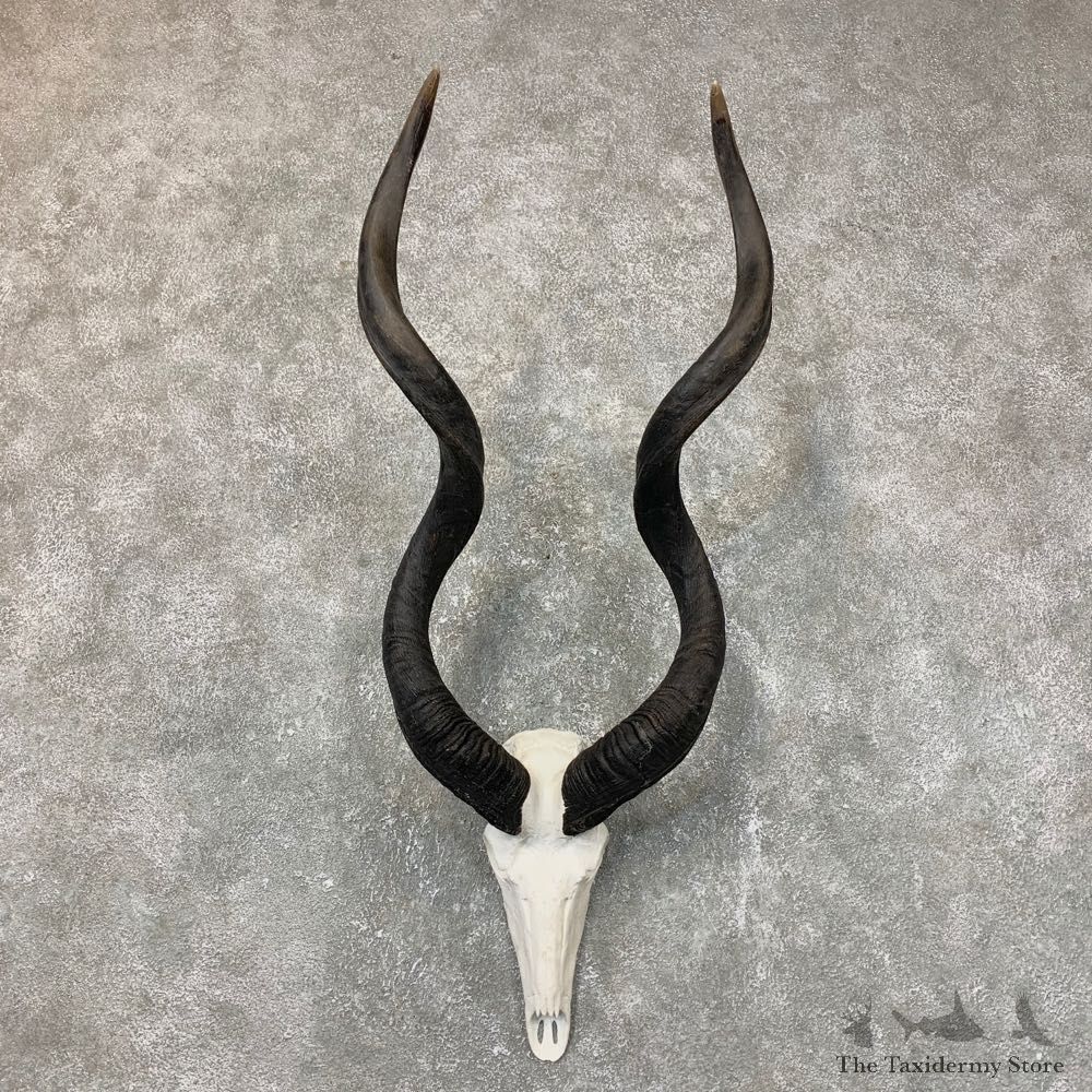 Greater Kudu Skull European Mount For Sale #23715 @ The Taxidermy Store
