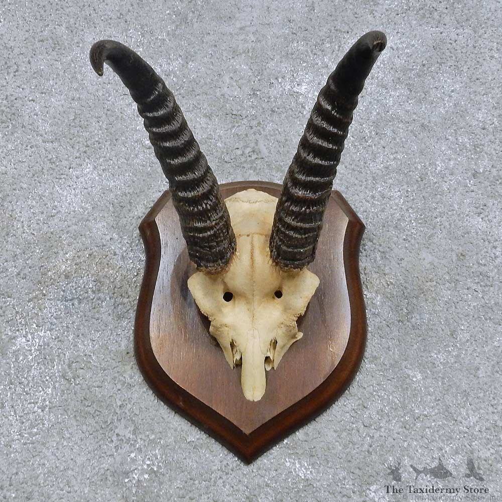 eedbuck Skull Cap & Horns Mount For Sale #14620 @ The Taxidermy Store