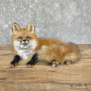 Red Fox Life-Size Mount For Sale #26435 @ The Taxidermy Store