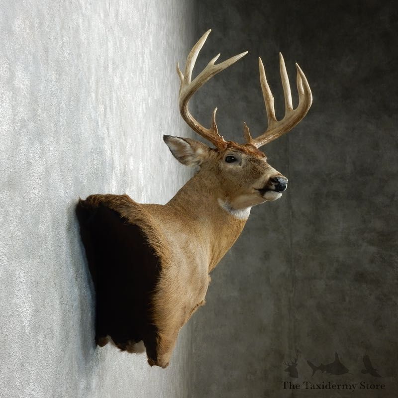 Whitetail Deer Shoulder Mount For Sale #18099 @ The Taxidermy Store