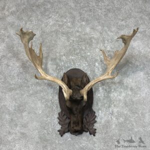 Fallow Deer Plaque For Sale #25380 @ The Taxidermy Store