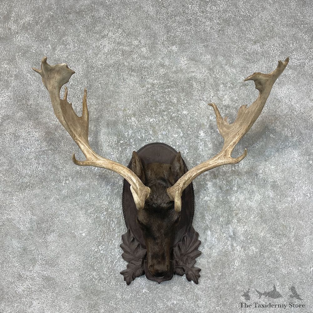 Fallow Deer Plaque For Sale #25380 @ The Taxidermy Store