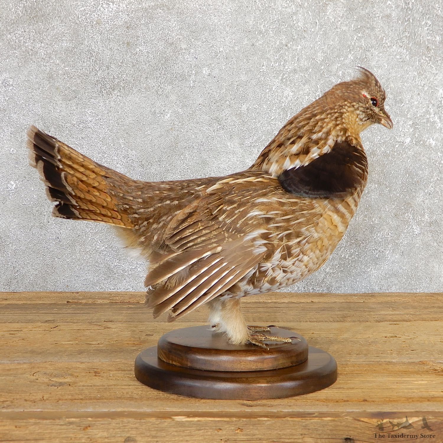 Ruffed Grouse Bird Mount For Sale #19778 @ The Taxidermy Store