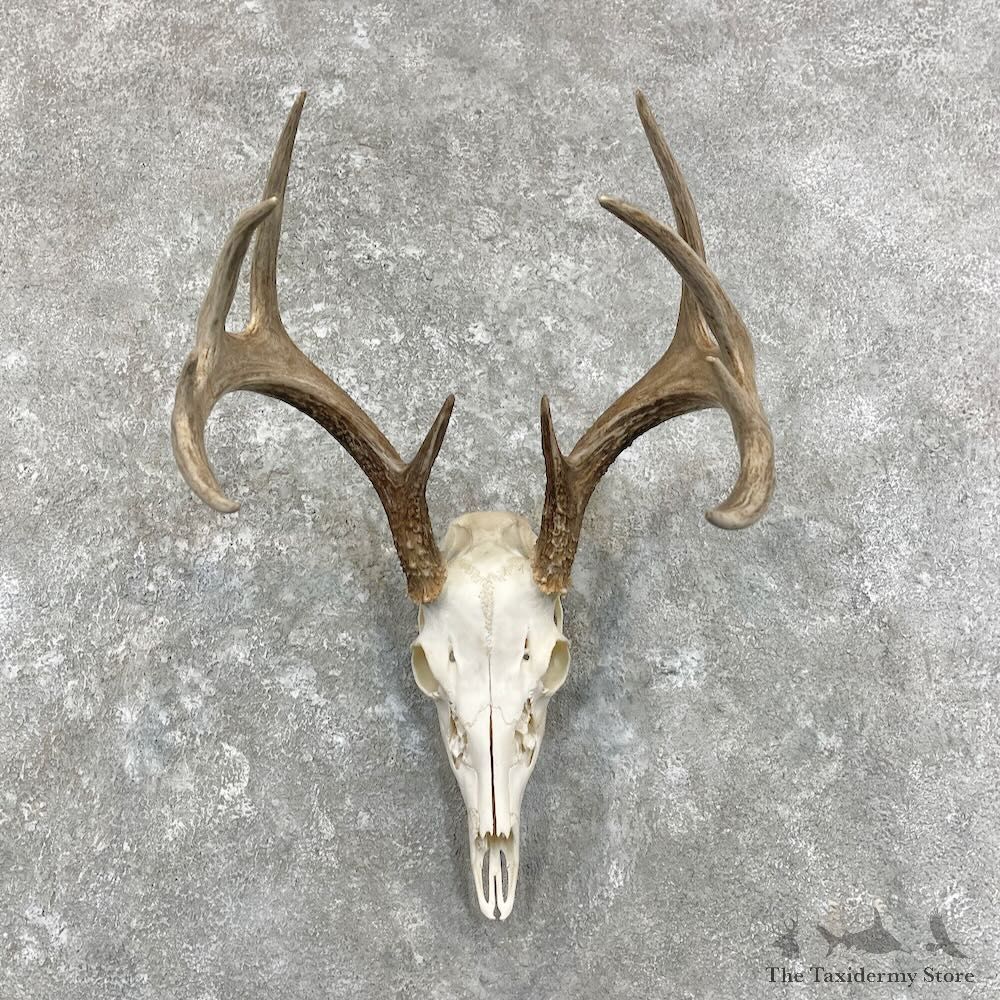 Whitetail Deer Skull European Mount For Sale #27919 @ The Taxidermy Store