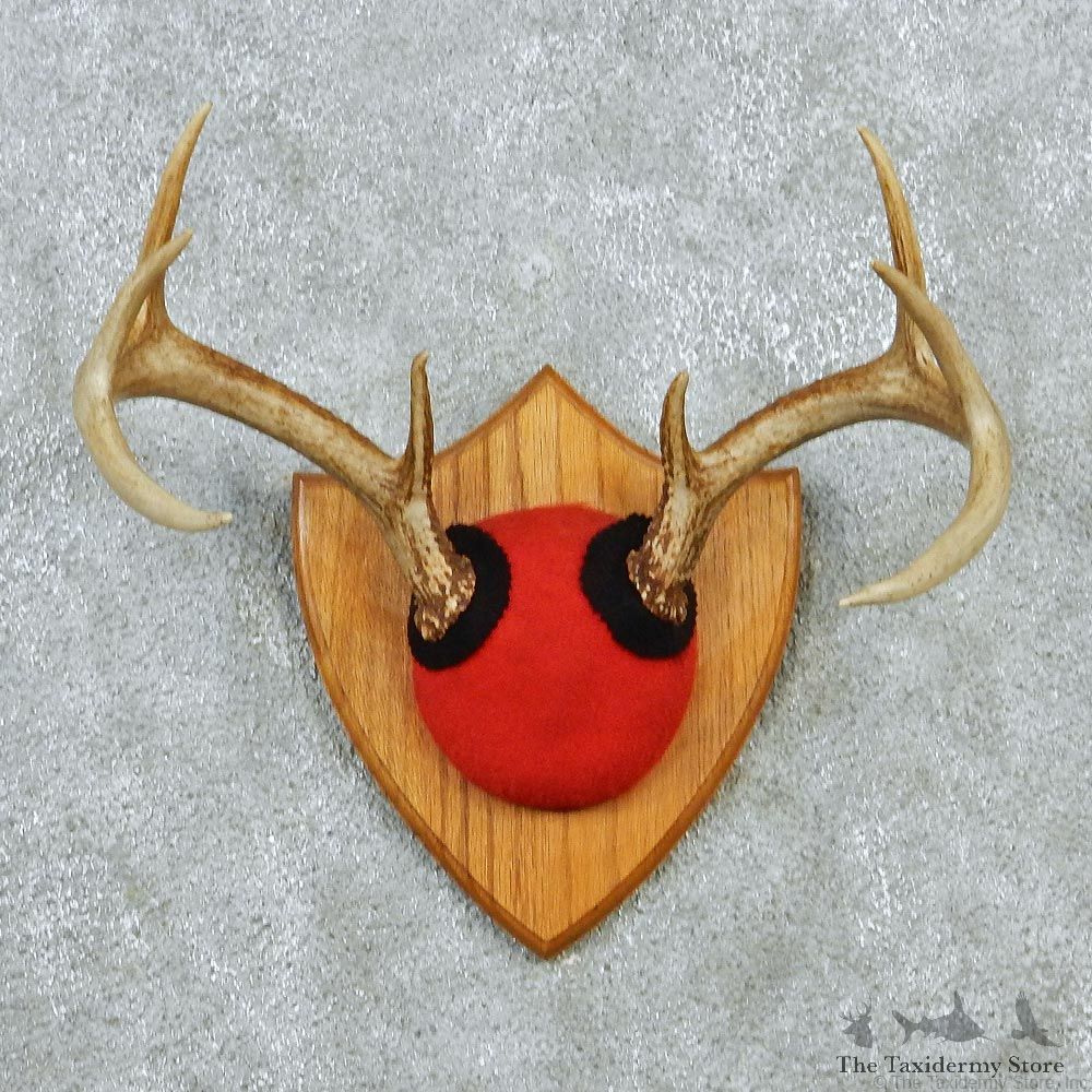 Whitetail Deer Antlers Taxidermy Mount #12880 For Sale @ The Taxidermy Store
