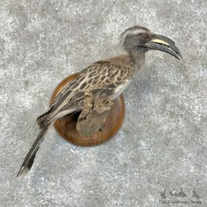 African Grey-Hornbill Life-Size Mount For Sale #29331 @ The Taxidermy Store