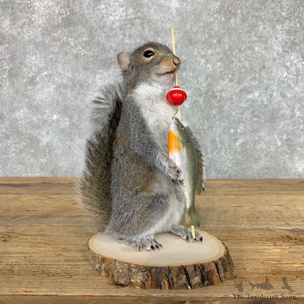 Fishing Squirrel Novelty Mount For Sale #22406 @ The Taxidermy Store