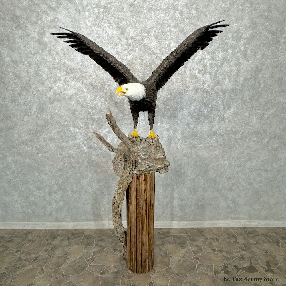 Reproduction Bald Eagle Bird Mount For Sale #29547 @ The Taxidermy Store