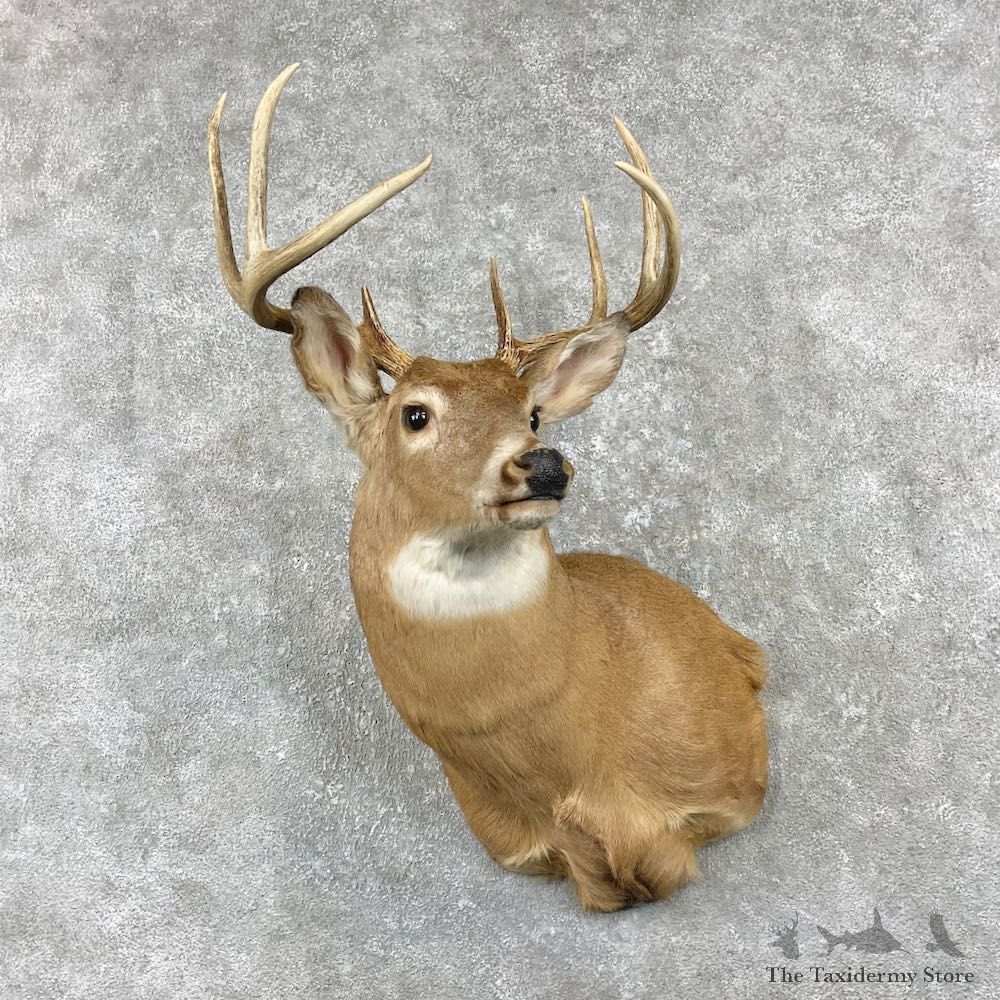 Whitetail Deer Shoulder Mount For Sale #25988 @ The Taxidermy Store